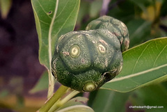 Morinda pubescens