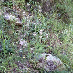 Monarda citriodora austromontana