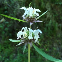 Monarda citriodora austromontana