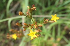 Hypericum undulatum