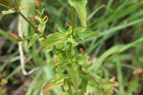 Image of Hypericum undulatum by (c) Rafael Medina, some rights reserved (CC BY)