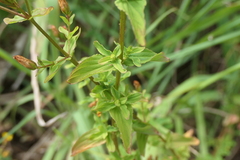 Hypericum undulatum