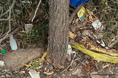 Morinda pubescens