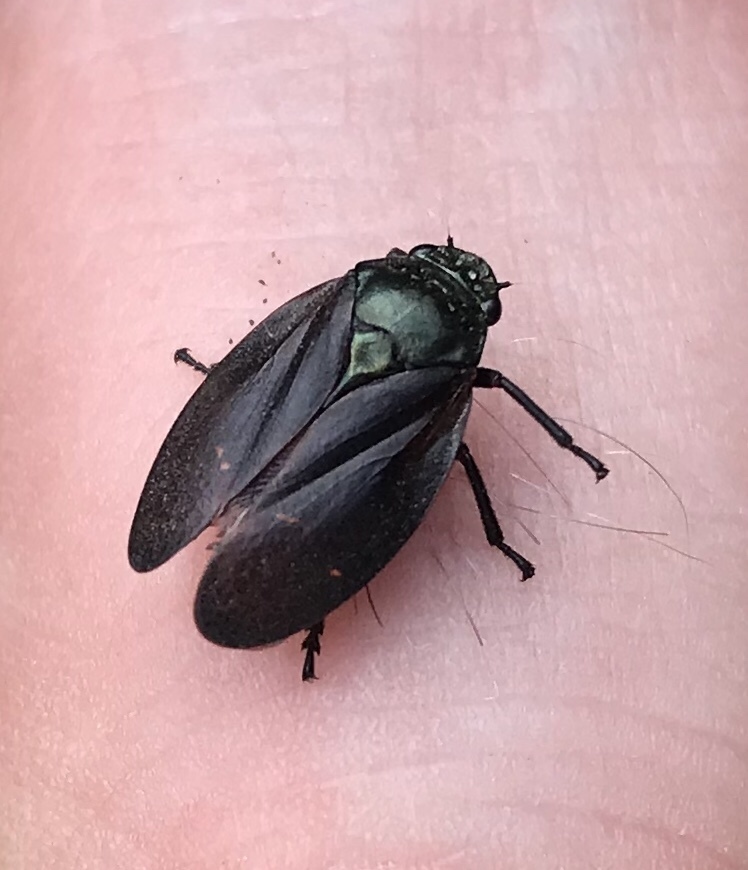 Zulia carbonaria