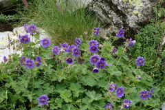 Geranium platypetalum
