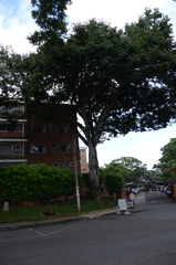 Hymenaea