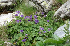 Geranium platypetalum