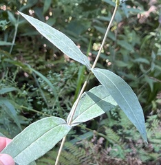 Helianthus eggertii