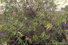 Morinda pubescens