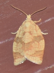 Adoxophyes negundana