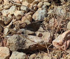 Hipparchia statilinus