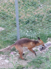 Vulpes vulpes