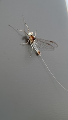 Maccaffertium modestum