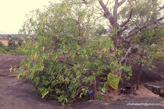 Morinda pubescens