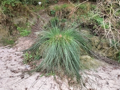 Juncus maritimus