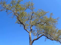 Capurodendron