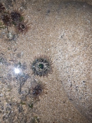 Anthopleura fuscoviridis