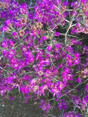 Ruschia cradockensis