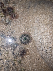 Anthopleura fuscoviridis