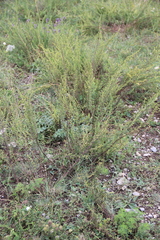 Artemisia chamaemelifolia