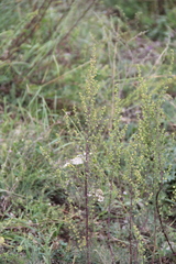 Artemisia chamaemelifolia