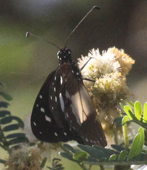 Amauris albimaculata
