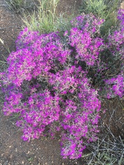 Ruschia cradockensis