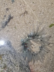 Anthopleura fuscoviridis