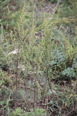 Artemisia chamaemelifolia