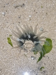 Anthopleura fuscoviridis