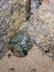 Anthopleura fuscoviridis