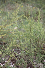 Artemisia chamaemelifolia