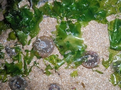 Anthopleura fuscoviridis