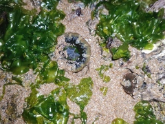 Anthopleura fuscoviridis