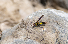 Polistes peruvianus