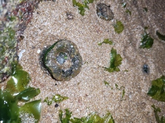 Anthopleura fuscoviridis