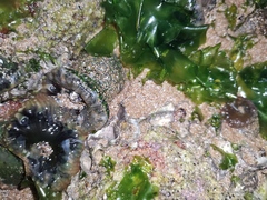 Anthopleura fuscoviridis