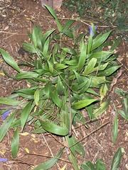 Setaria megaphylla