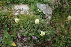Trifolium caucasicum
