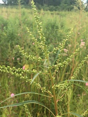 Amaranthus cannabinus