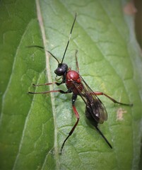 Xylophrurus augustus