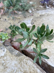 Sedum praealtum