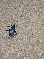Meloimorpha japonica