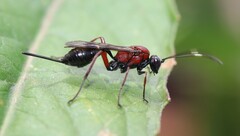 Xylophrurus augustus