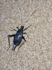 Meloimorpha japonica