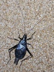 Meloimorpha japonica