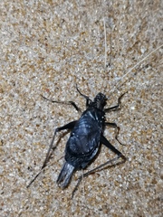 Meloimorpha japonica