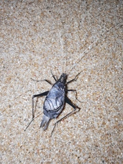 Meloimorpha japonica