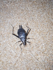 Meloimorpha japonica