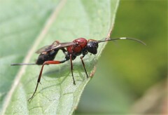Xylophrurus augustus